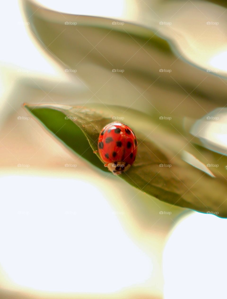 Ladybug on leaf