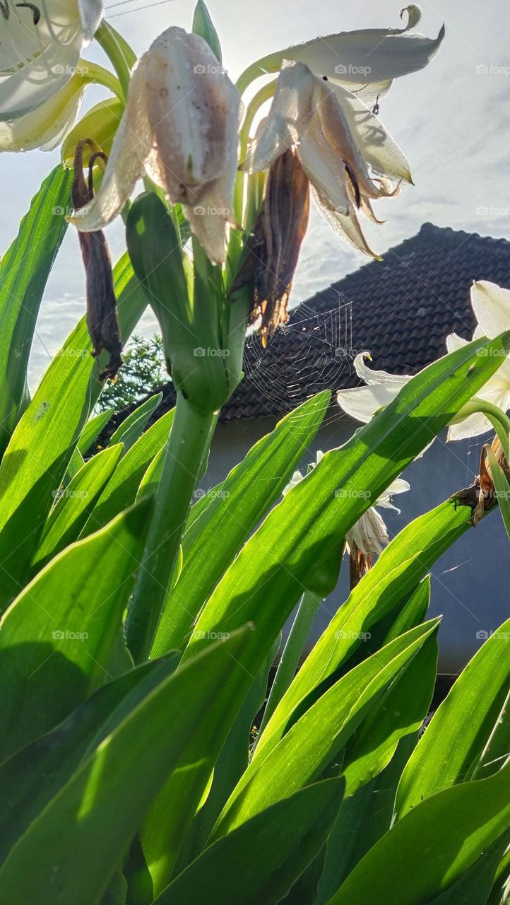 bunga dan sarang laba-laba