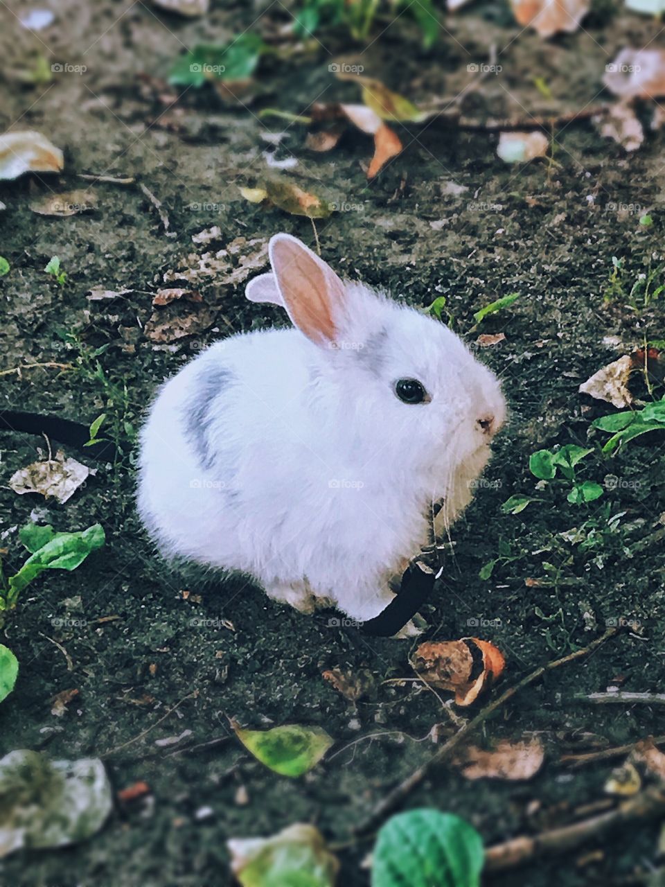 Little bunny ob the leash