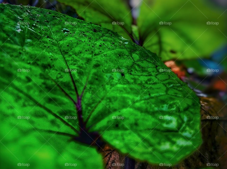 This is an amazing 4K HDR image it is beautiful green and has a bunch of raindrops on it