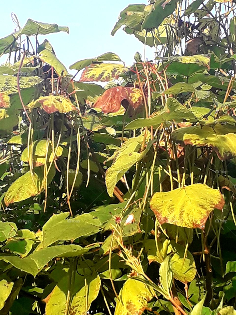 long catalpa pods and autumn coloured leaves in the morning sun