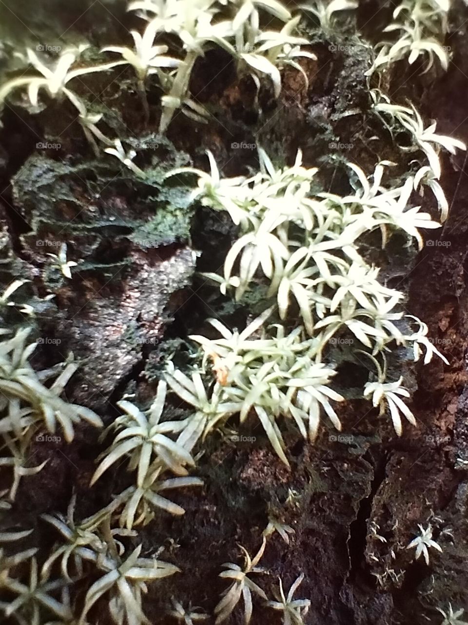 moss growing on a large tree branch