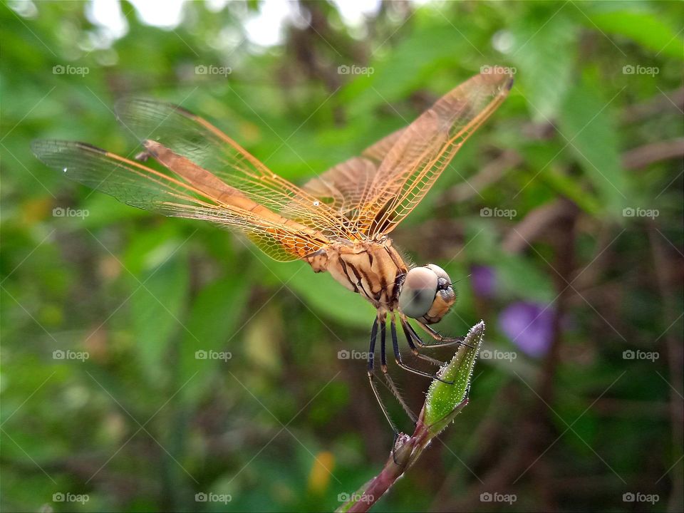 Yellow dragonfly.