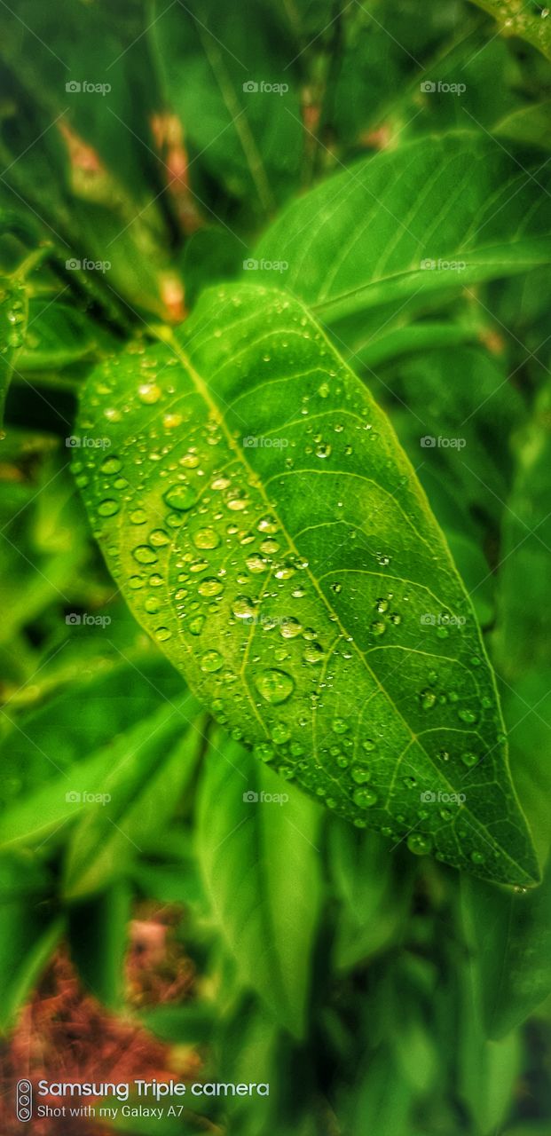 nature s best friend