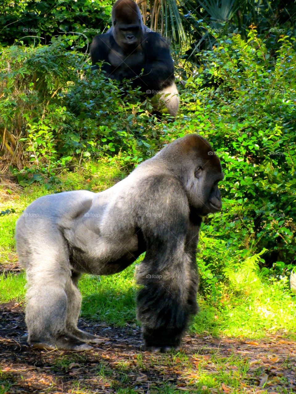 Silverbacks @ Disney's Animal Kingdom