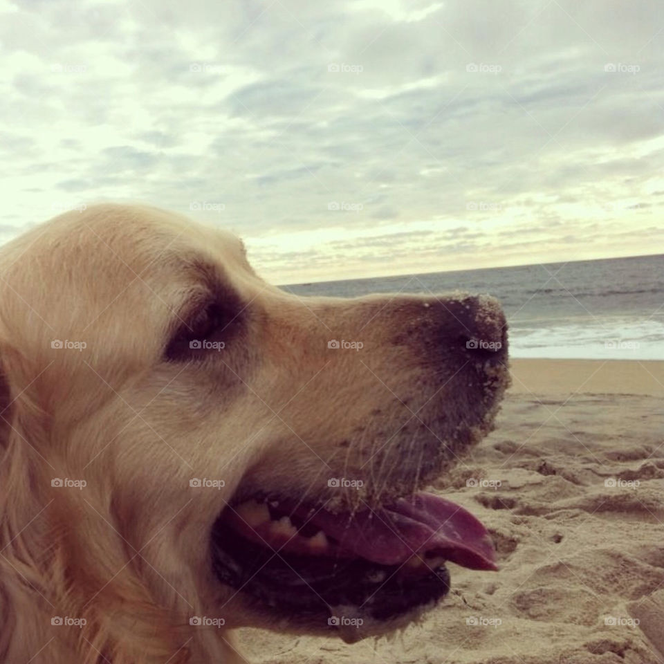 Golden retriever at the beach