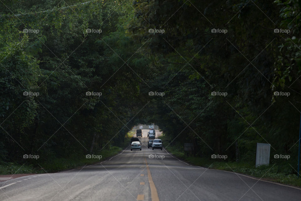 Tree tunnel over the road 