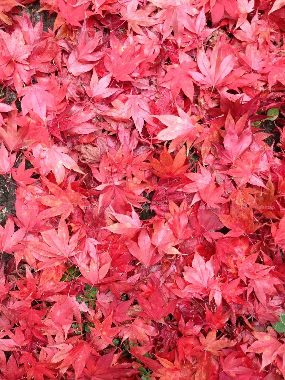 Maple leaf 2013