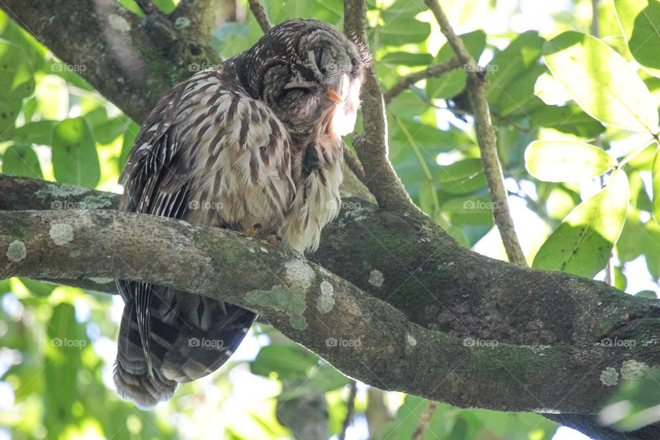 Barred Owl-my first ever sighting of an owl in its natural environment! Walking around a garden in Orlando today, my daughter heard then spotted two of these beauties!