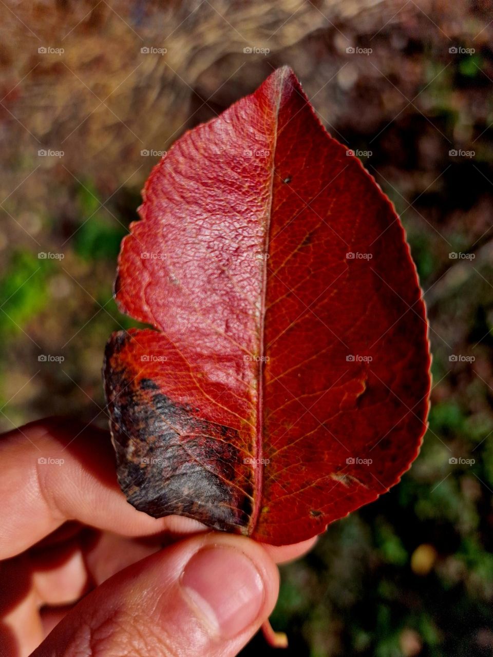 autumn leave