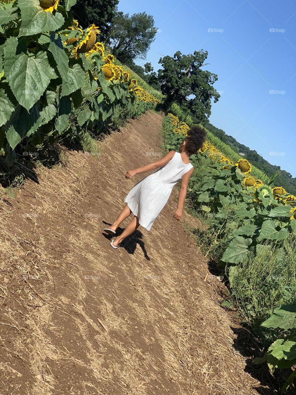 Solitary barefoot girl in long white dress walks path through fields of sunflowers 