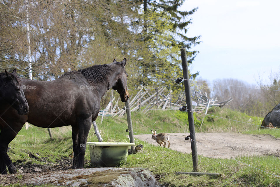 brown horses