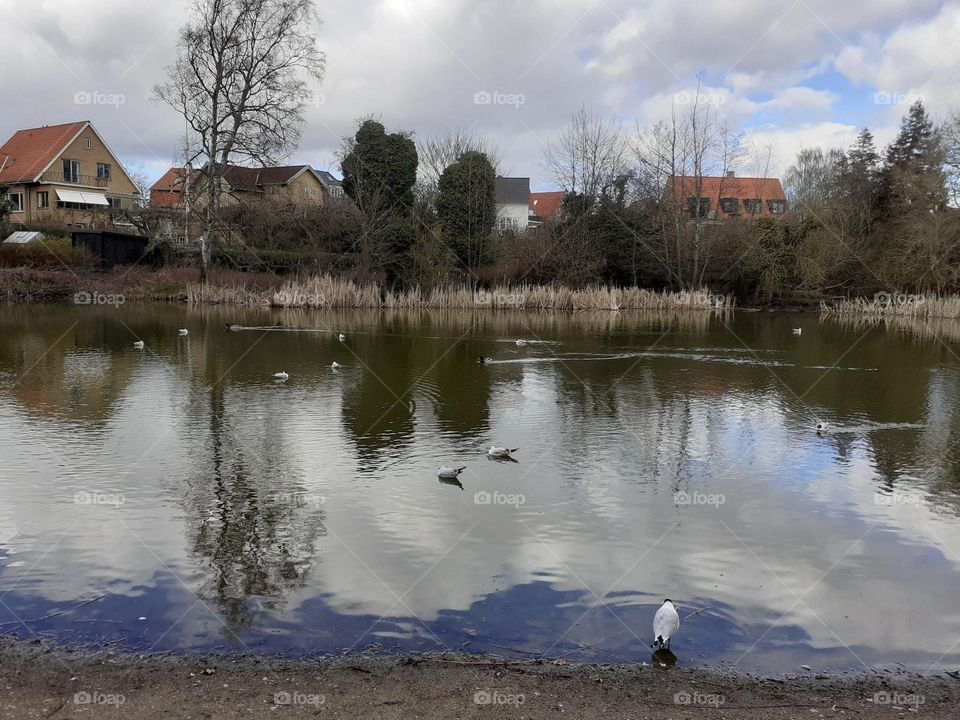 urban nature wildlife