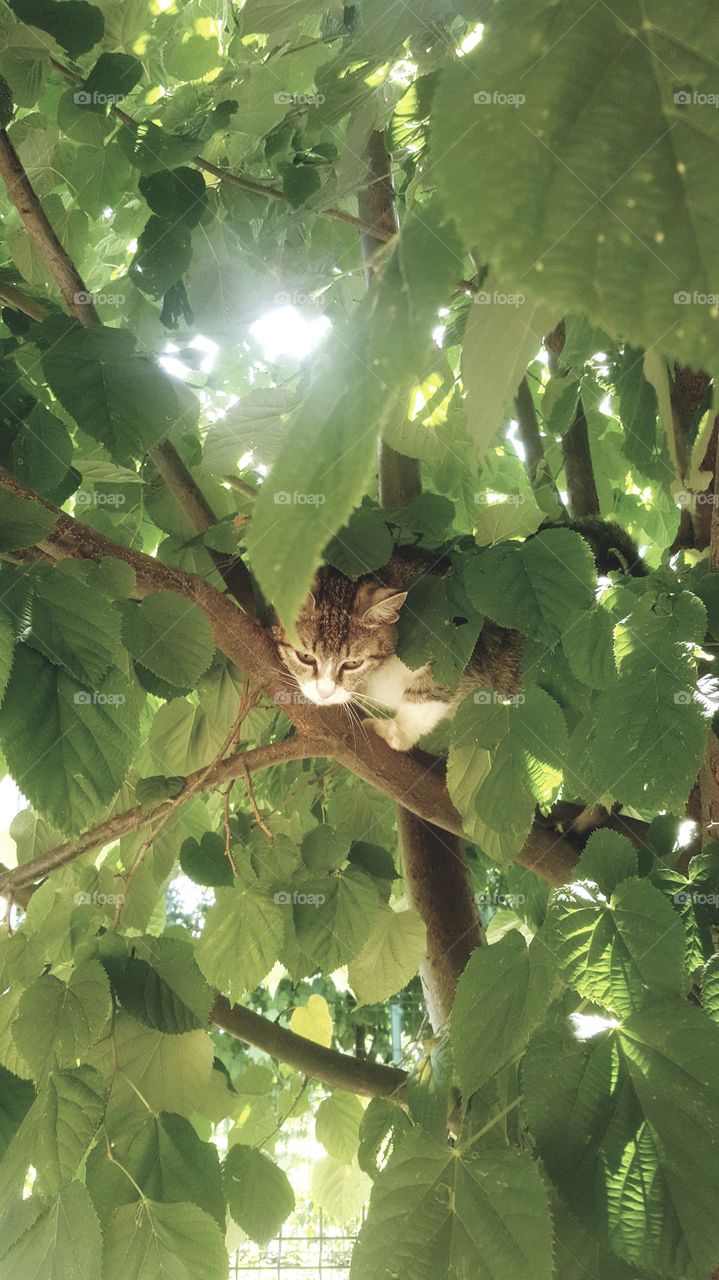 Cat in the tree