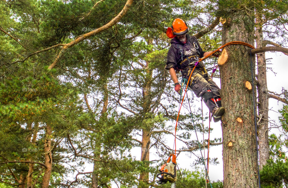 Man cutting trees. 