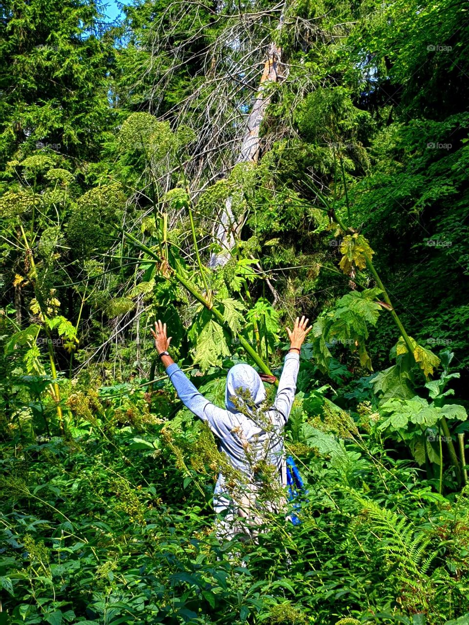 Nature.  In the forest.  The woman raised her hands to see the height of the trees and hogweed grass.  The sun's rays fall on a woman