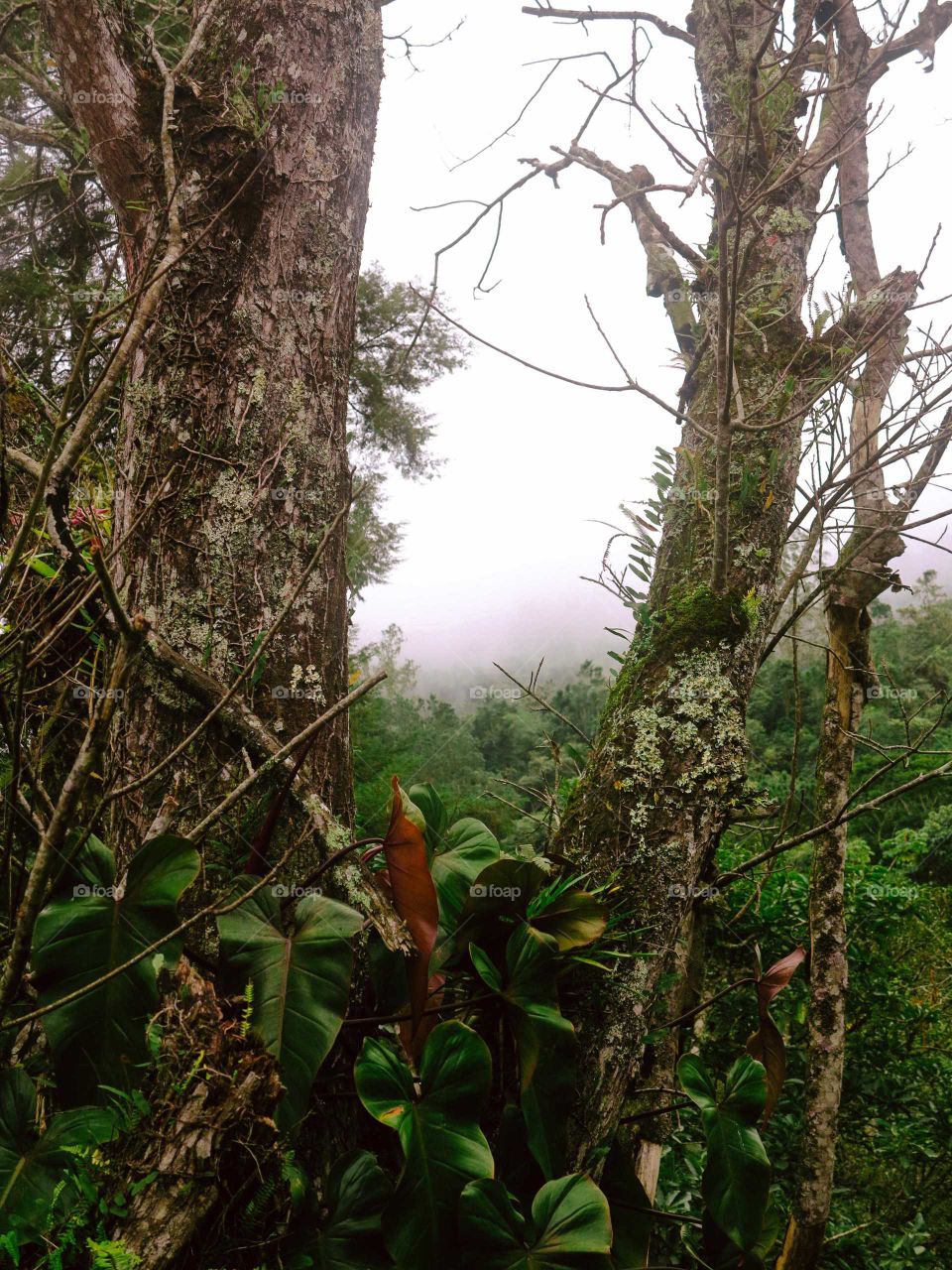 Beautiful shot of a flower, on a tree, on a very cold and foggy day. Green Trees and fog on the background