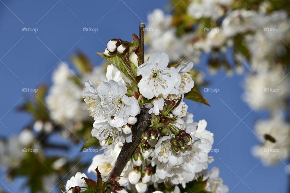 Floración de el valle del Jerte, Extremadura, España