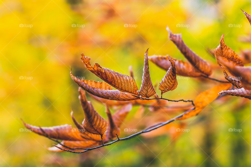 One of the best parts of living upstate is all of the beautiful foliage in the fall. Gorgeous colors, chilly breezes and warm sun!