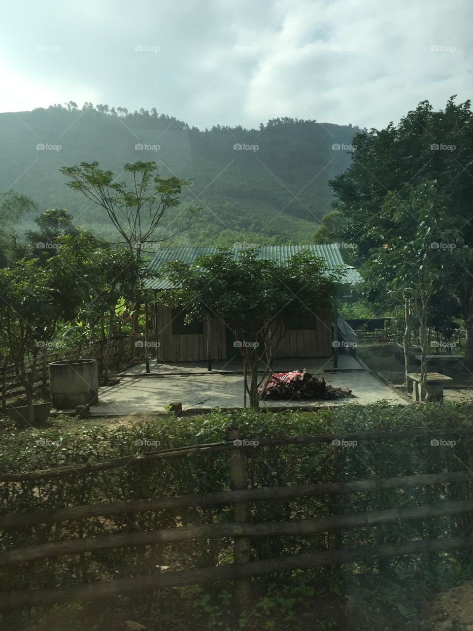 Tree, Rain, No Person, Water, Travel