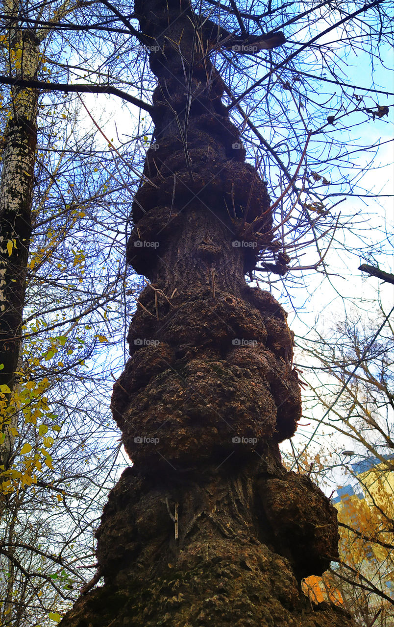 A tree trunk that looks like a human with a head, torso and arms