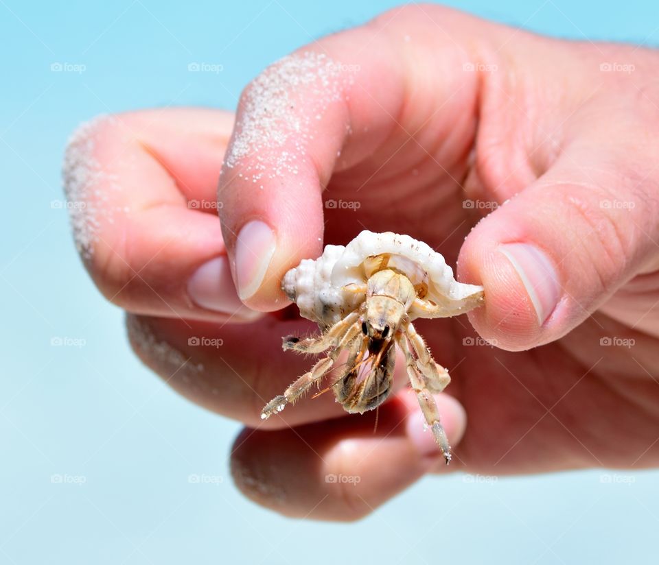 crab harvested on the beach