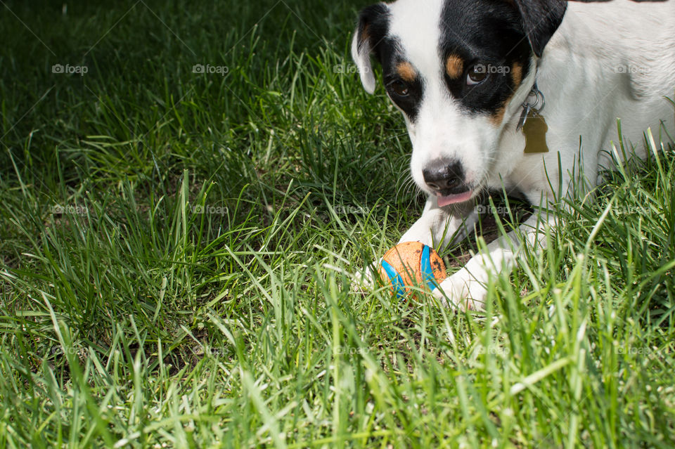 Cute little jack Russell terrier dog with one white ear and one black laying down in grass playing with and protecting his ball looking forward canine animal behavior photography background with room for copy
