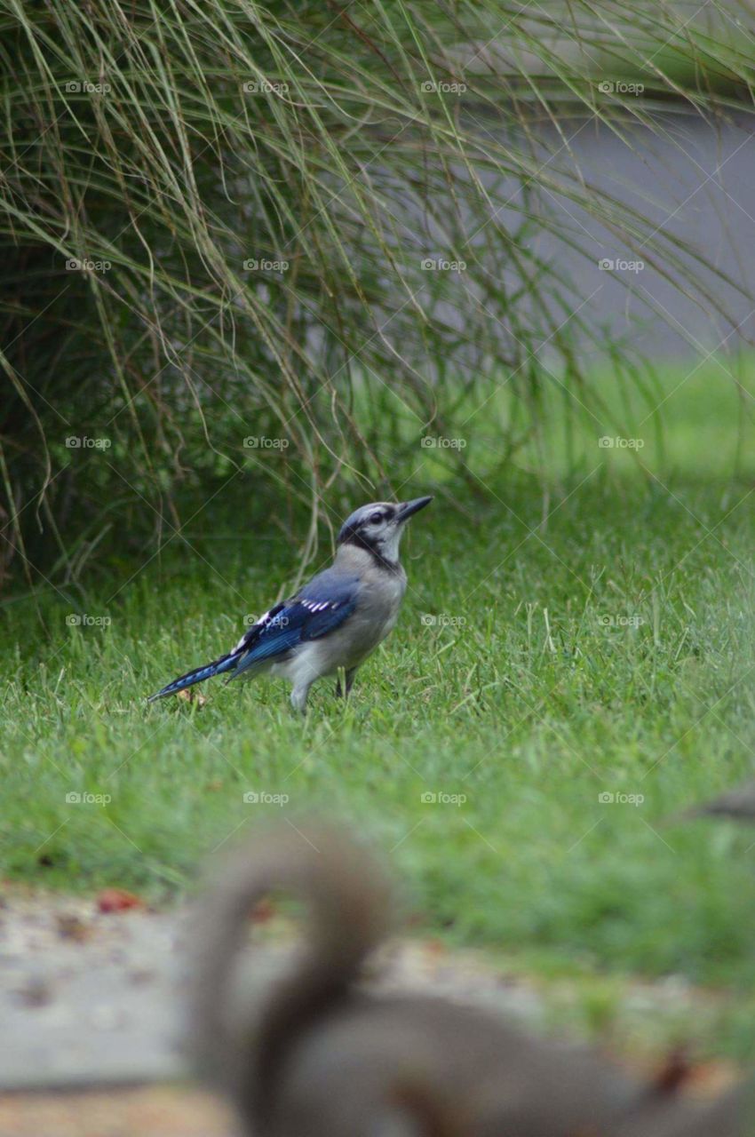 Bluejay Way