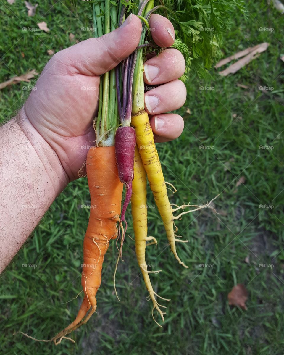 rainbow carrots