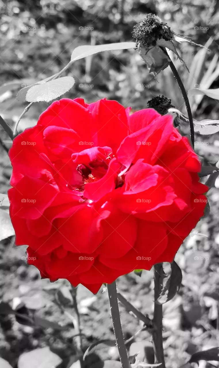 Red rose