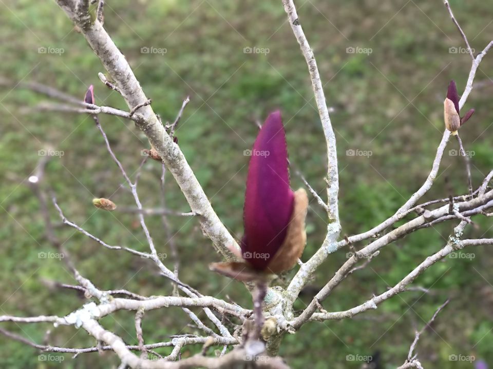 Budding is Hard Work