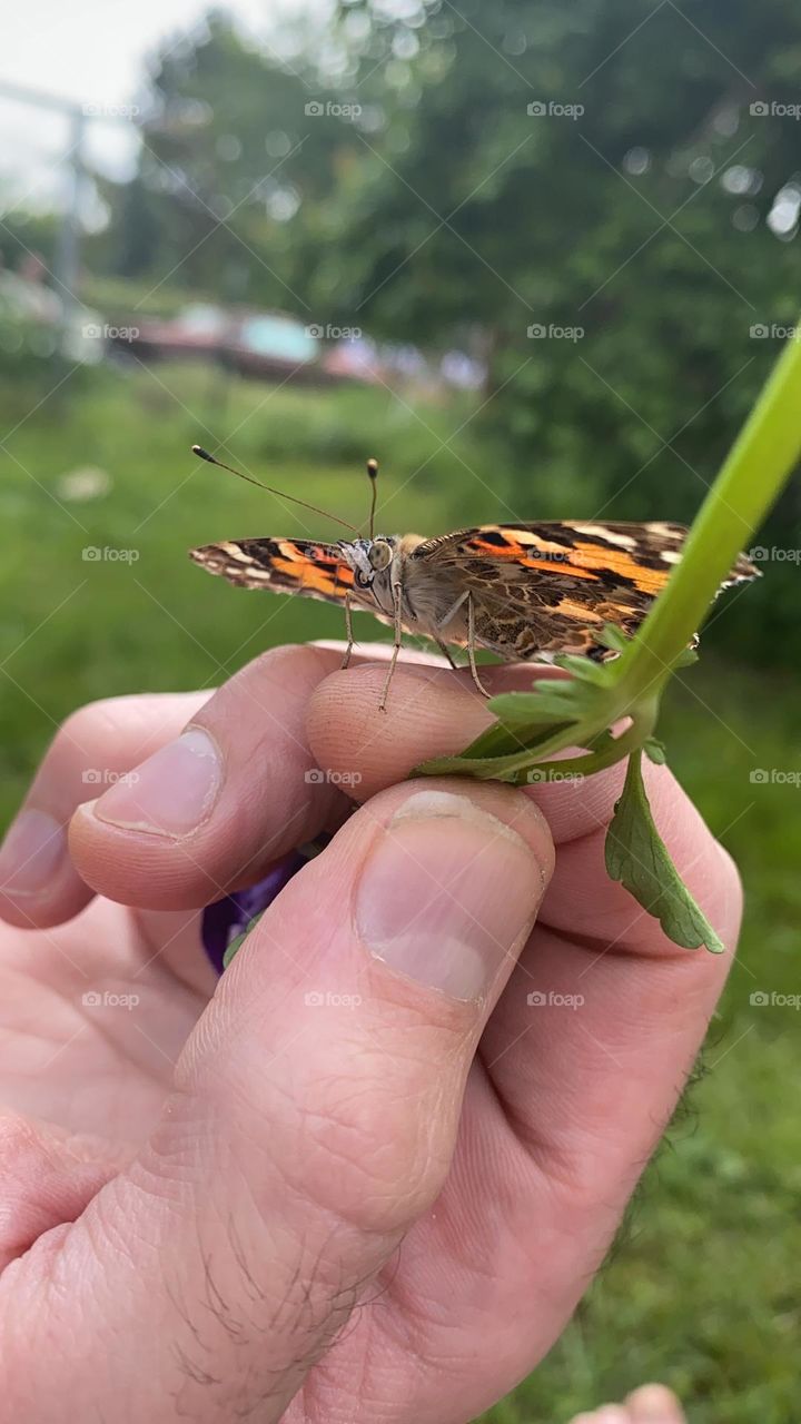 Pet butterfly 