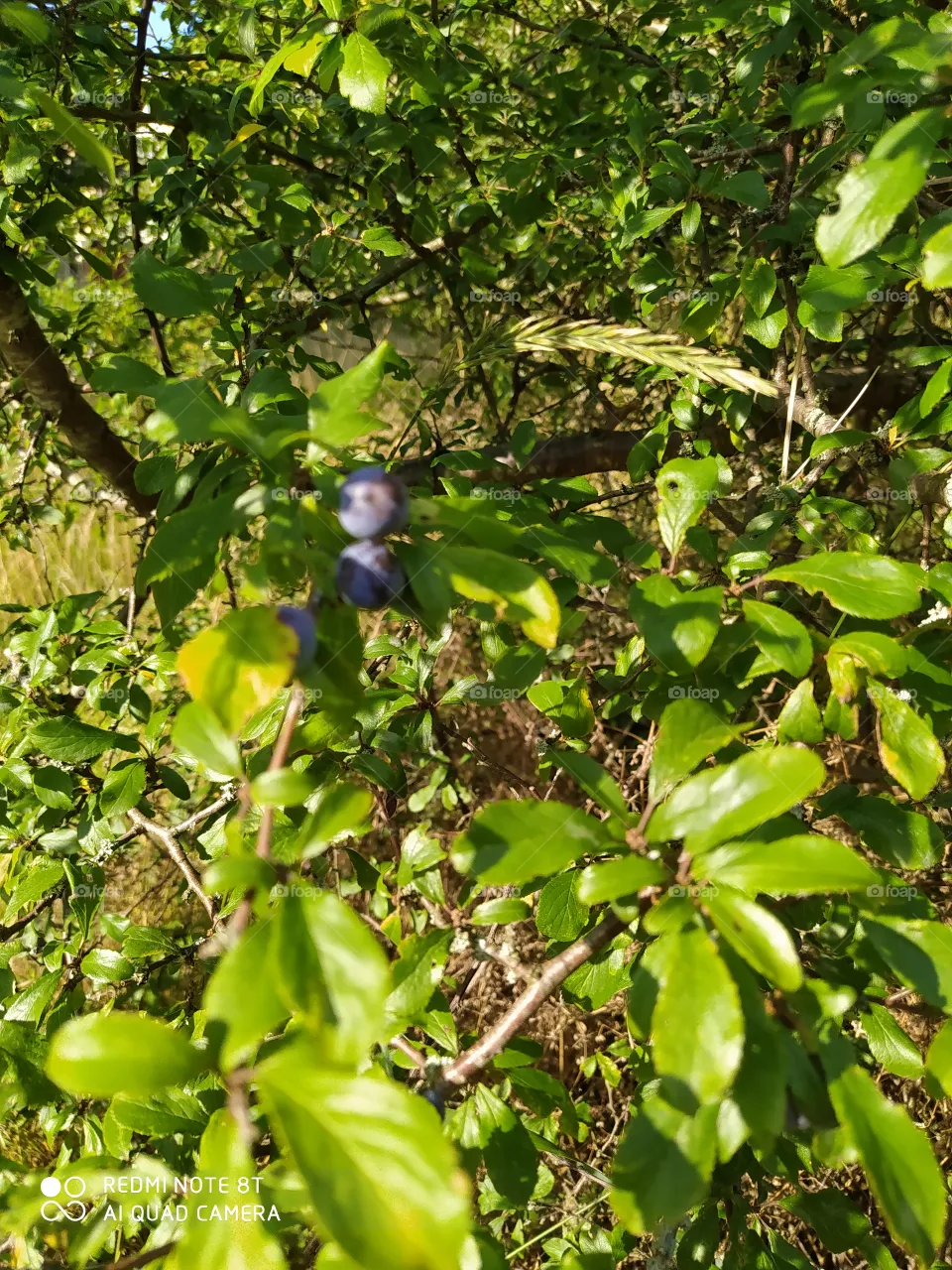 berry
