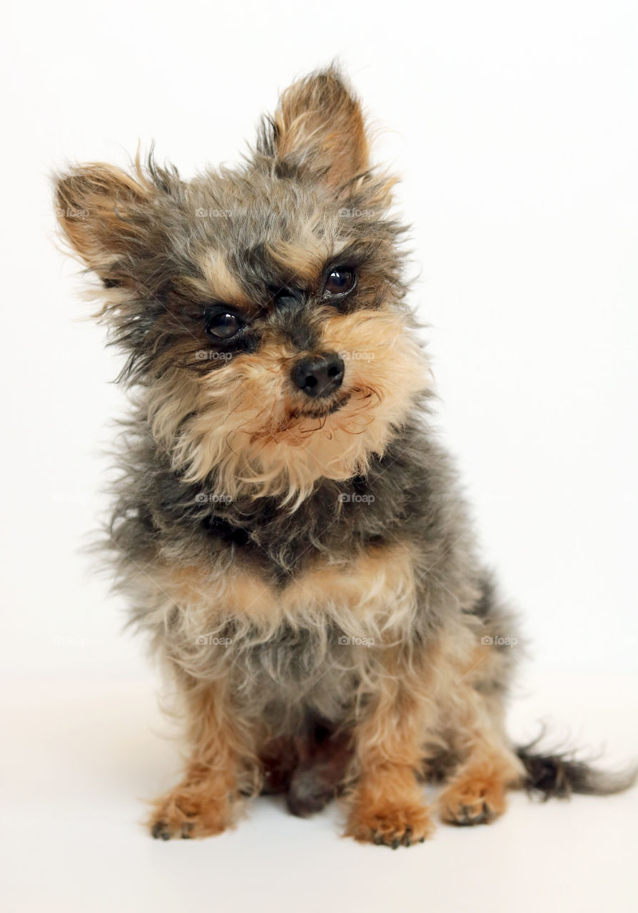 Yorkie dog