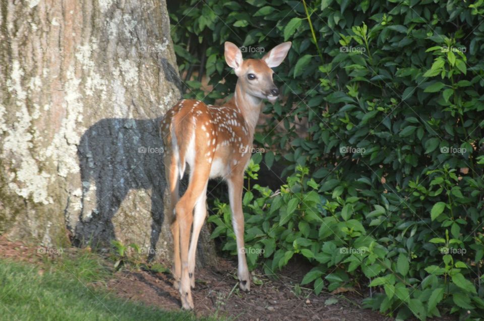 Baby deer