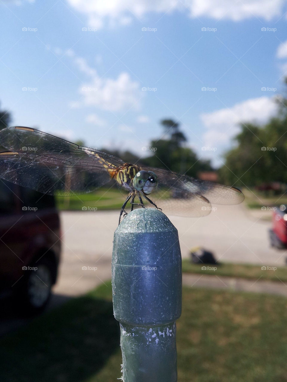 close insect bugs up by oneeighteen