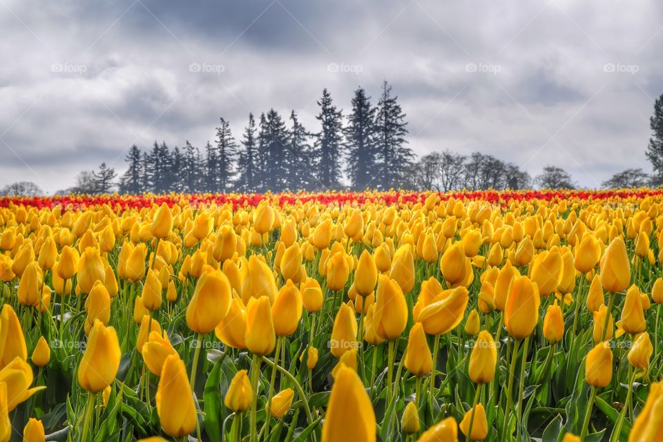 Field of yellow tulips flowers