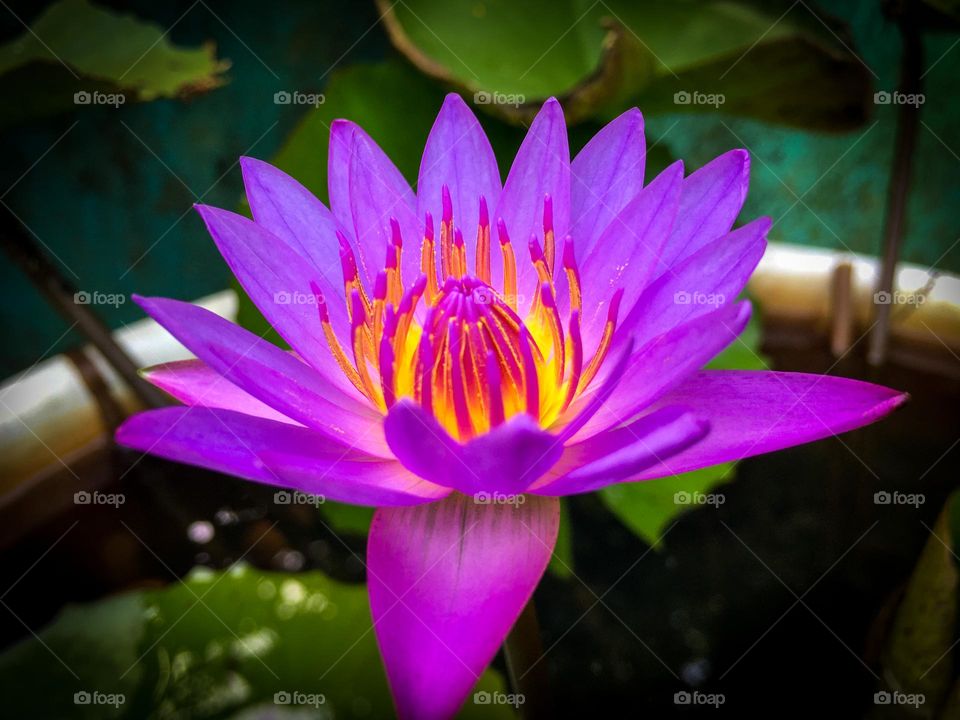 Water lily flower in pond