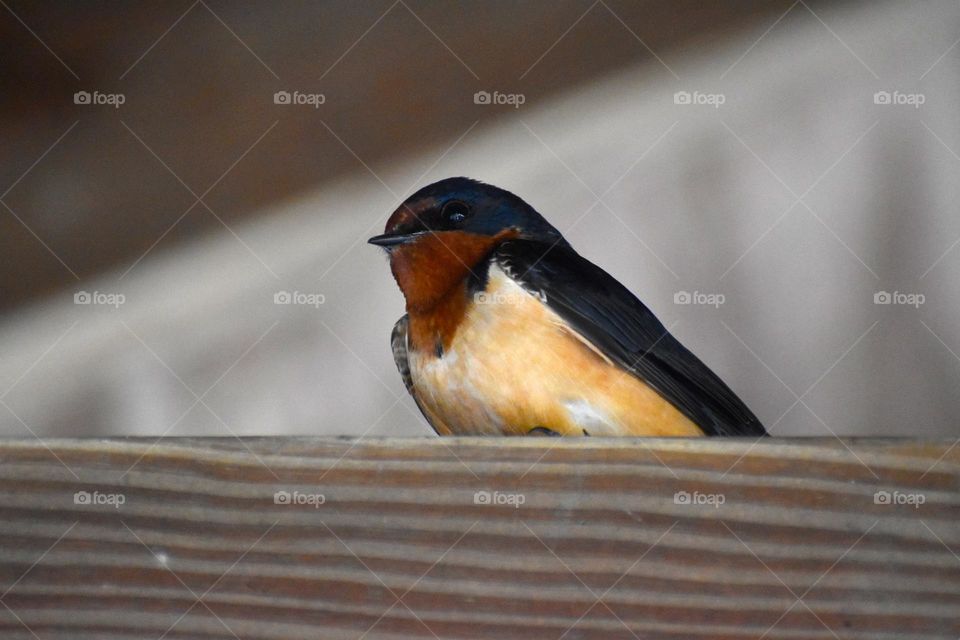 A bird perched on a park bridge 