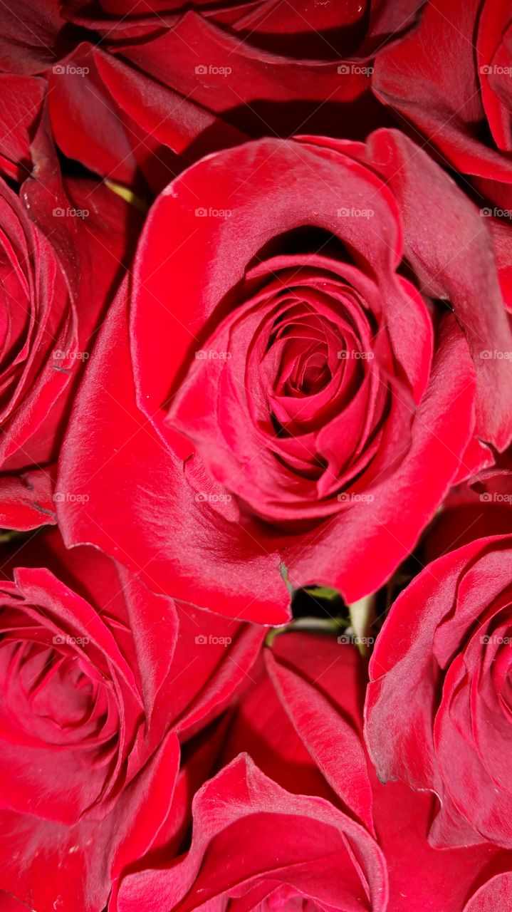 ridiculously red roses. red roses