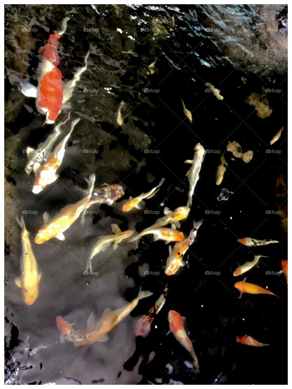 Fish Pond