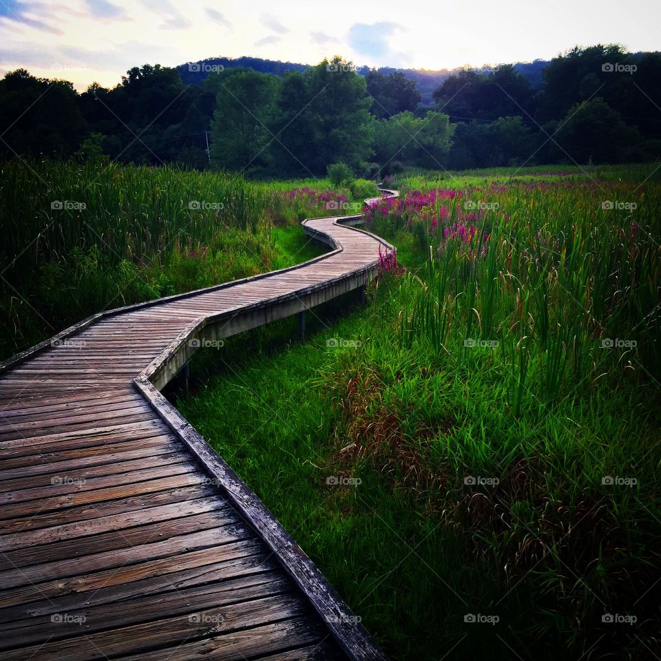 Appalachian Trail Boardwalk