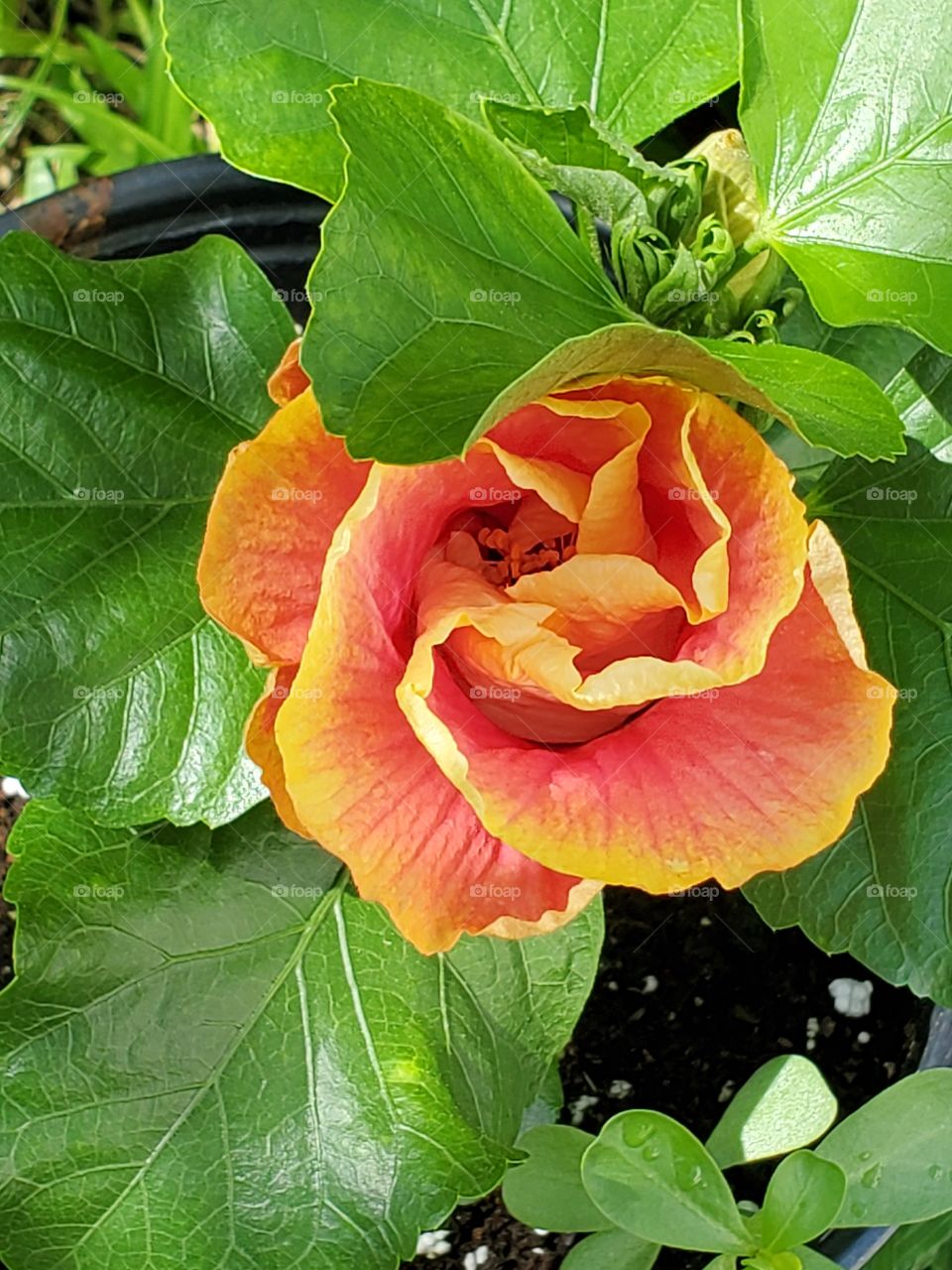 exotic giant hibiscus