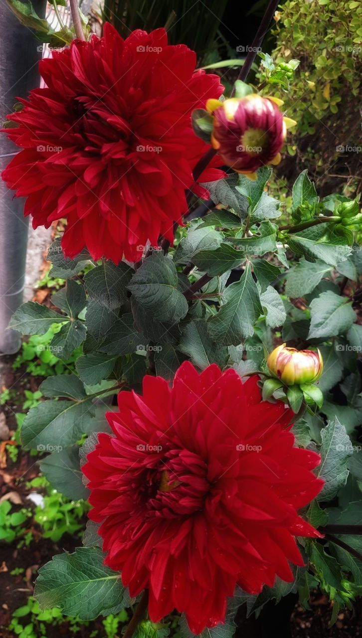 Red flower,flower,nature,plant,blossom,floral,garden,botany,landscape,colorful,spring,summer,petal,season,romance,reflection,love