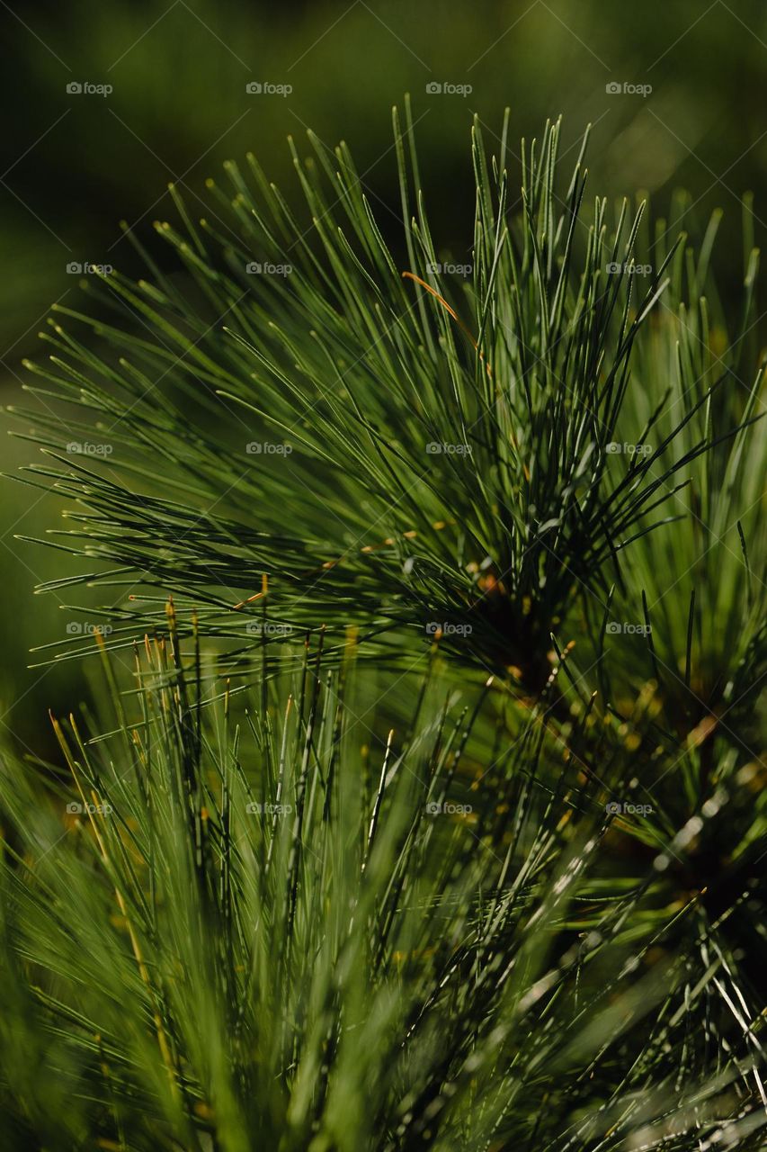 Pine tree