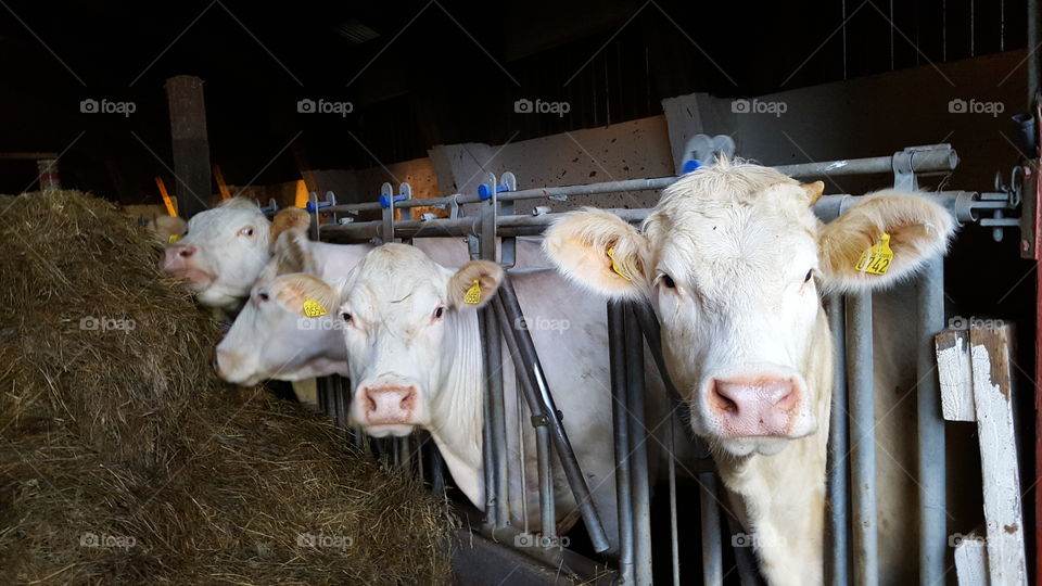 Livestock, Agriculture, Cattle, Mammal, Farm