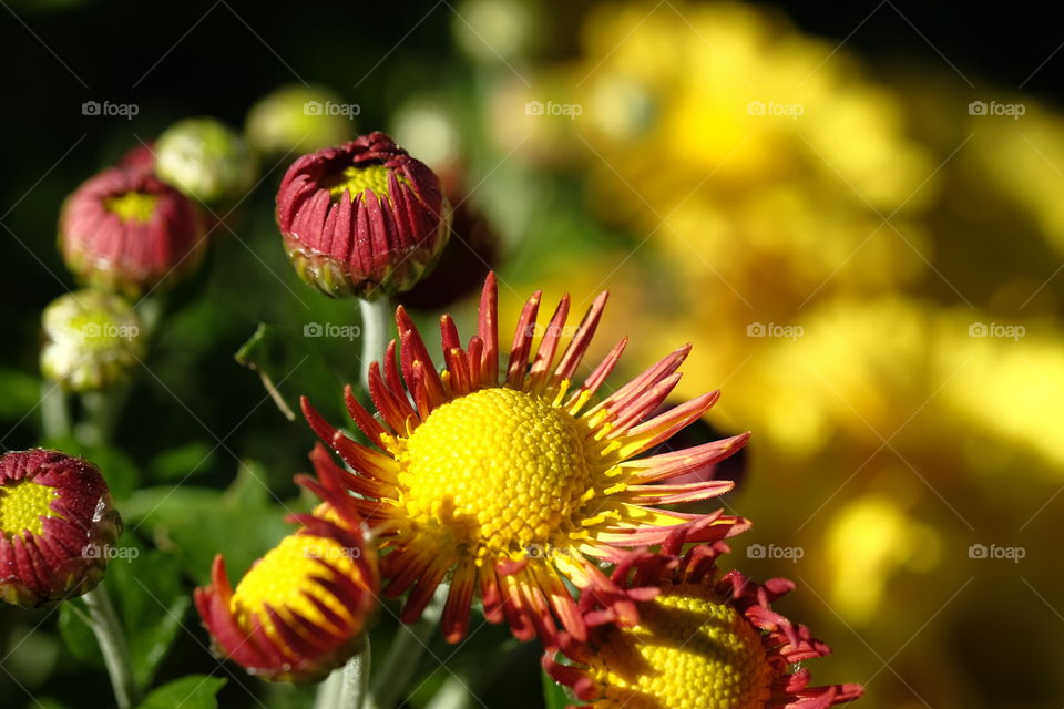 October flowers 