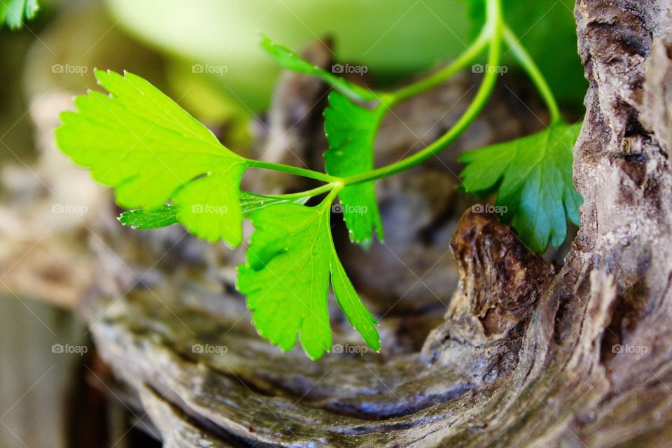 Parsley and driftwood