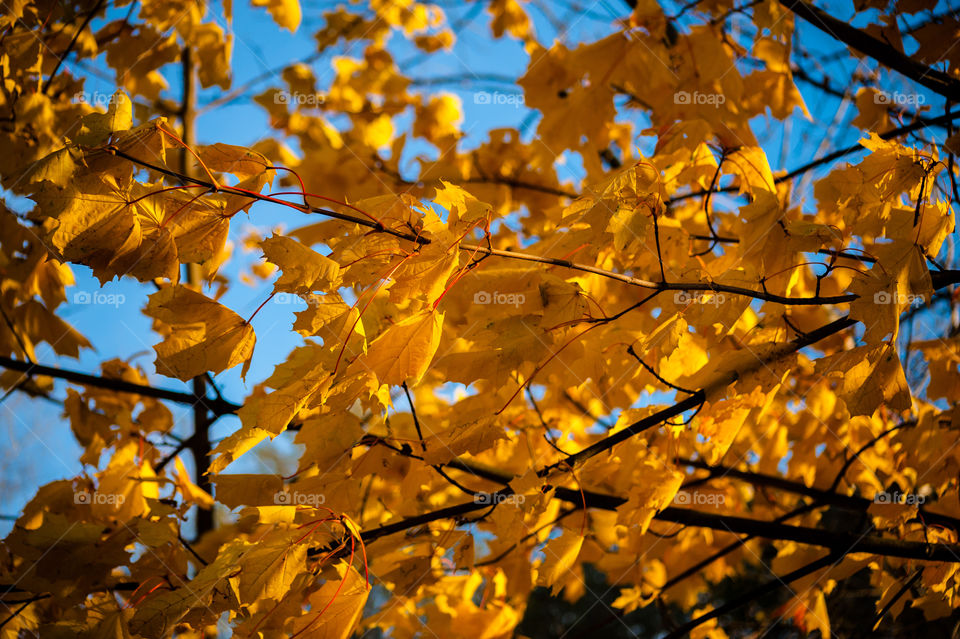 sky tree plant leaf by bratmarx