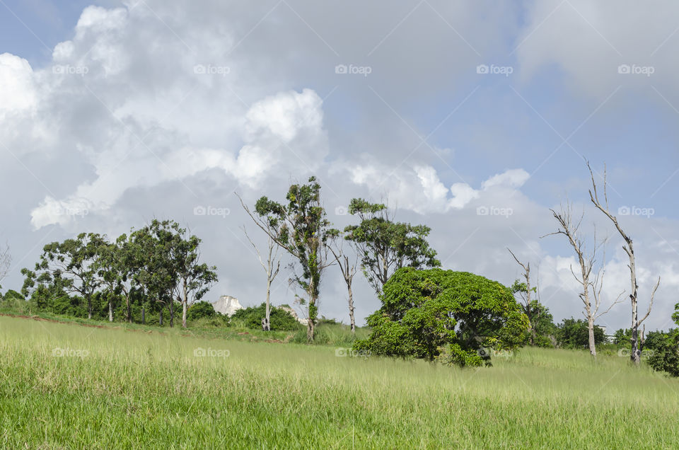 Trees In A Line